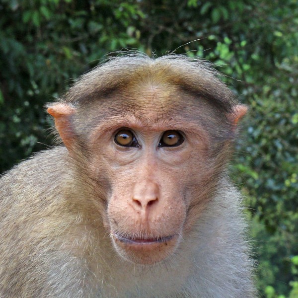Bonnet macaque (Macaca radiata) head
