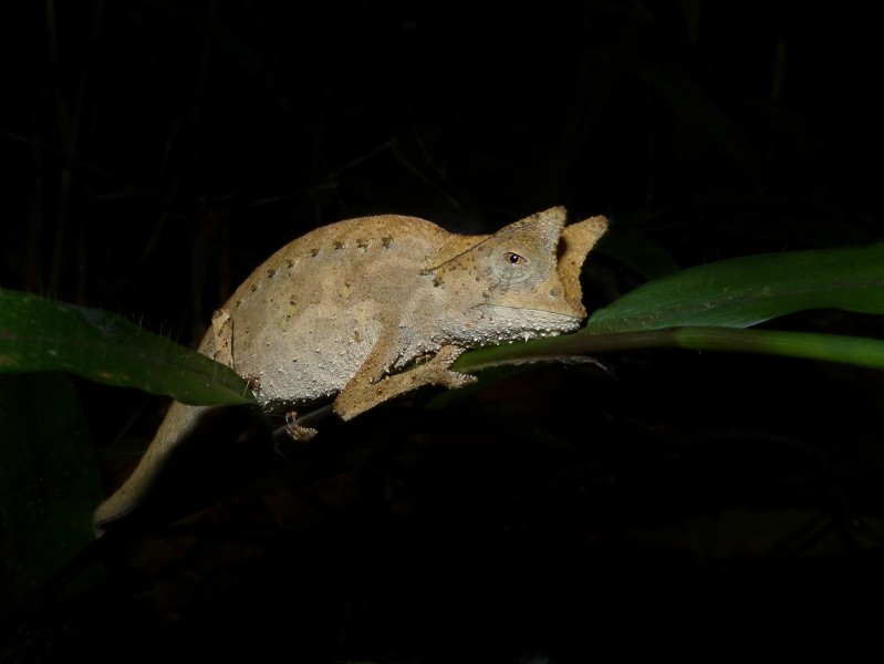 Brown leaf chameleon (Brookesia superciliaris), Andasibe, Madagascar (10115526024)