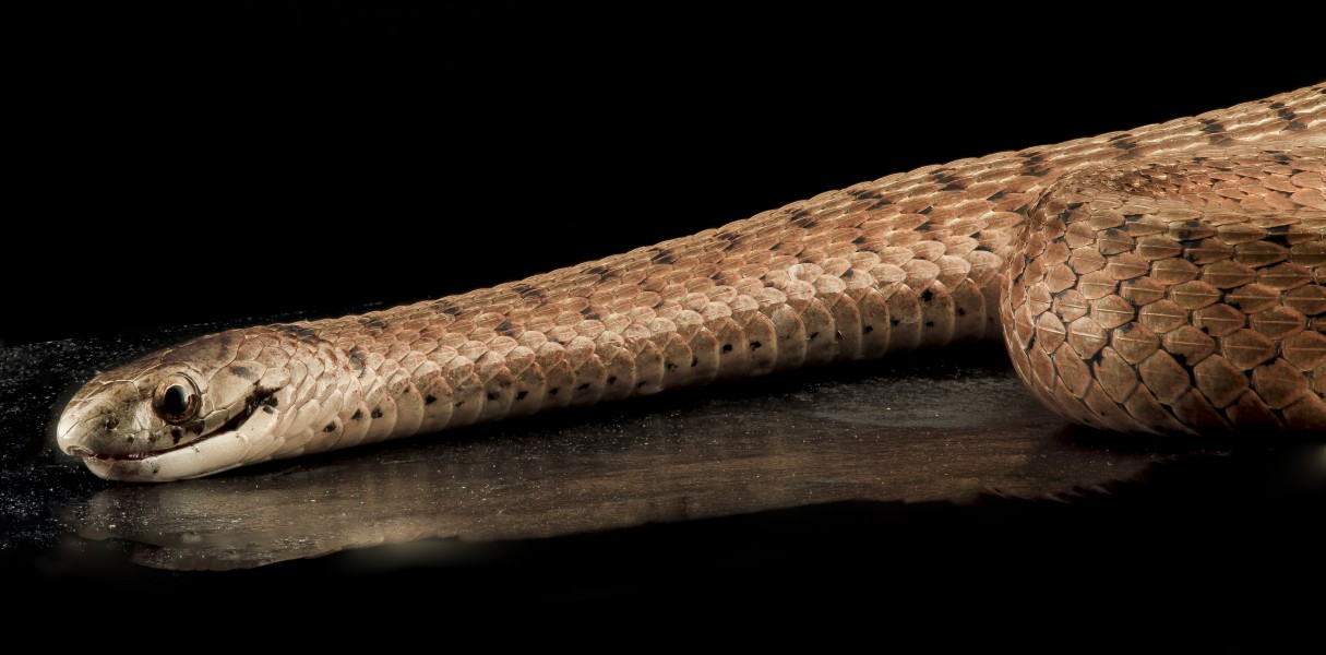 Brown Snake, U, Side, MD, PG County 2013-08-05-17.08.10 ZS PMax (9446047311)