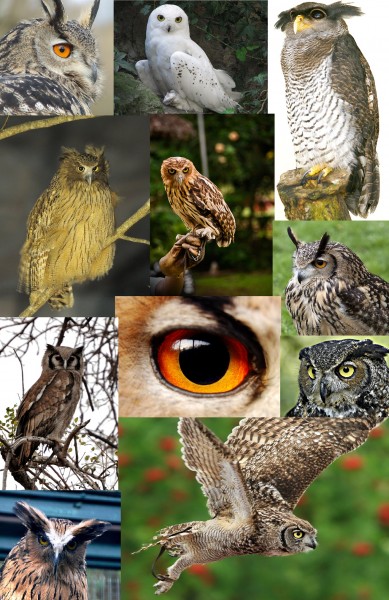 Bubo, Some owls from the genus