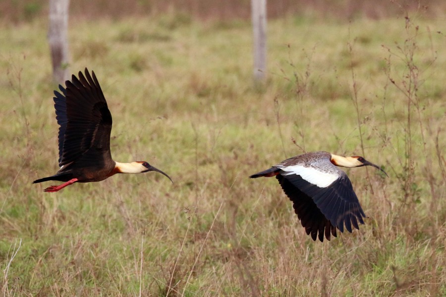 Buff-necked ibis (Theristicus caudatus) in flight composite