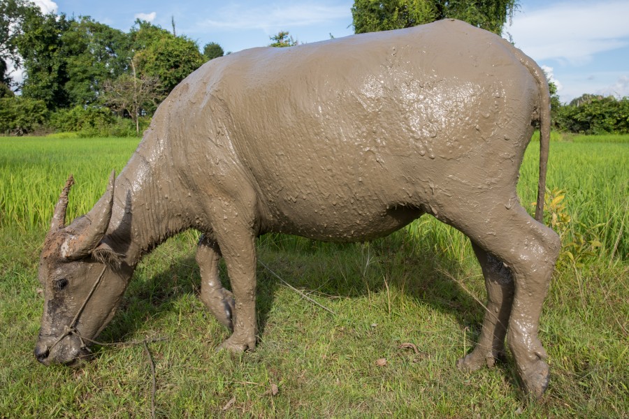 Buffalo after mud bath