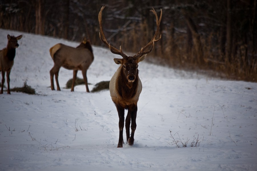 Bull-Elk-walking-toward-me - West Virginia - ForestWander