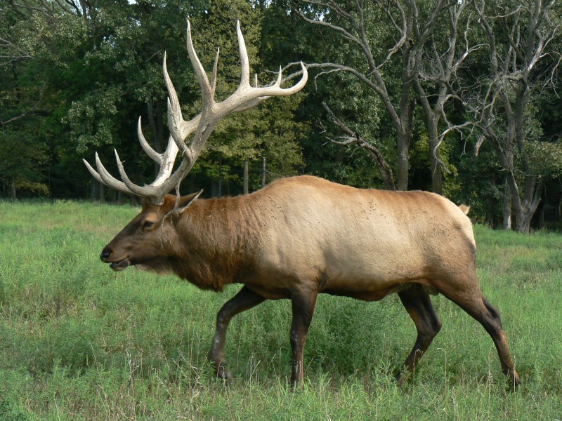 Bull.elk.8.24.2014