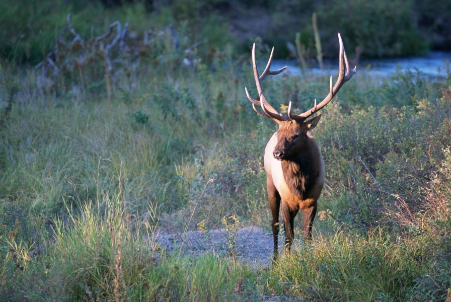 Bull elk stands in a montana meadow