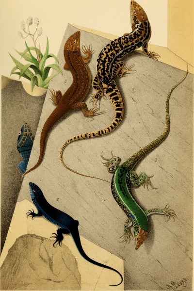 Bulletin de la Société zoologique de France (1879) (20442288101)