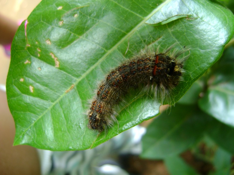 Butterfly larvae kerala