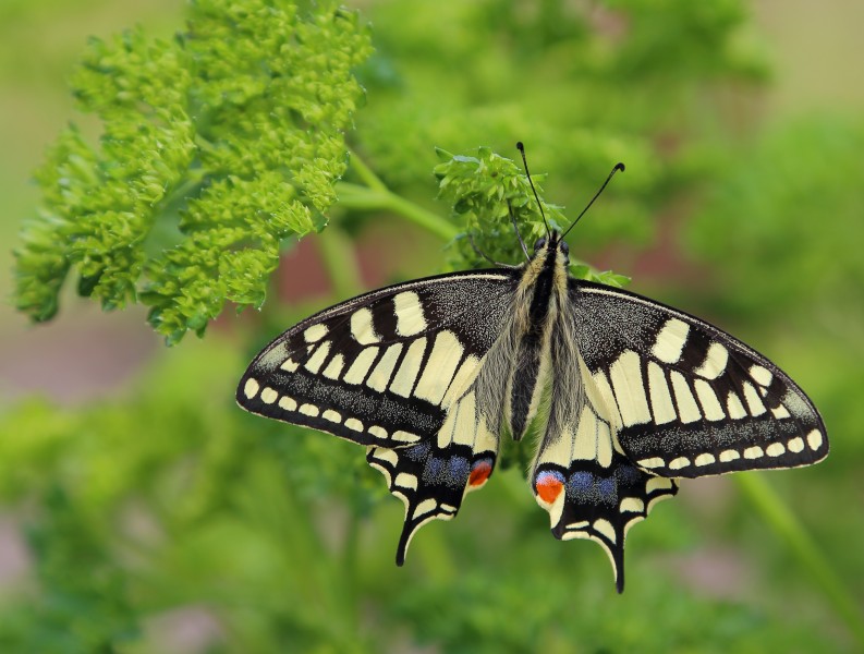 Byhlen Schwalbenschwanz Papilio machaon 02