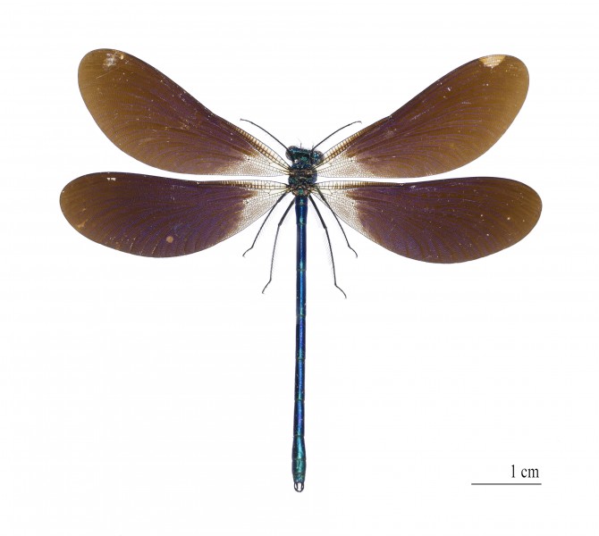 Calopteryx virgo meridionalis MHNT