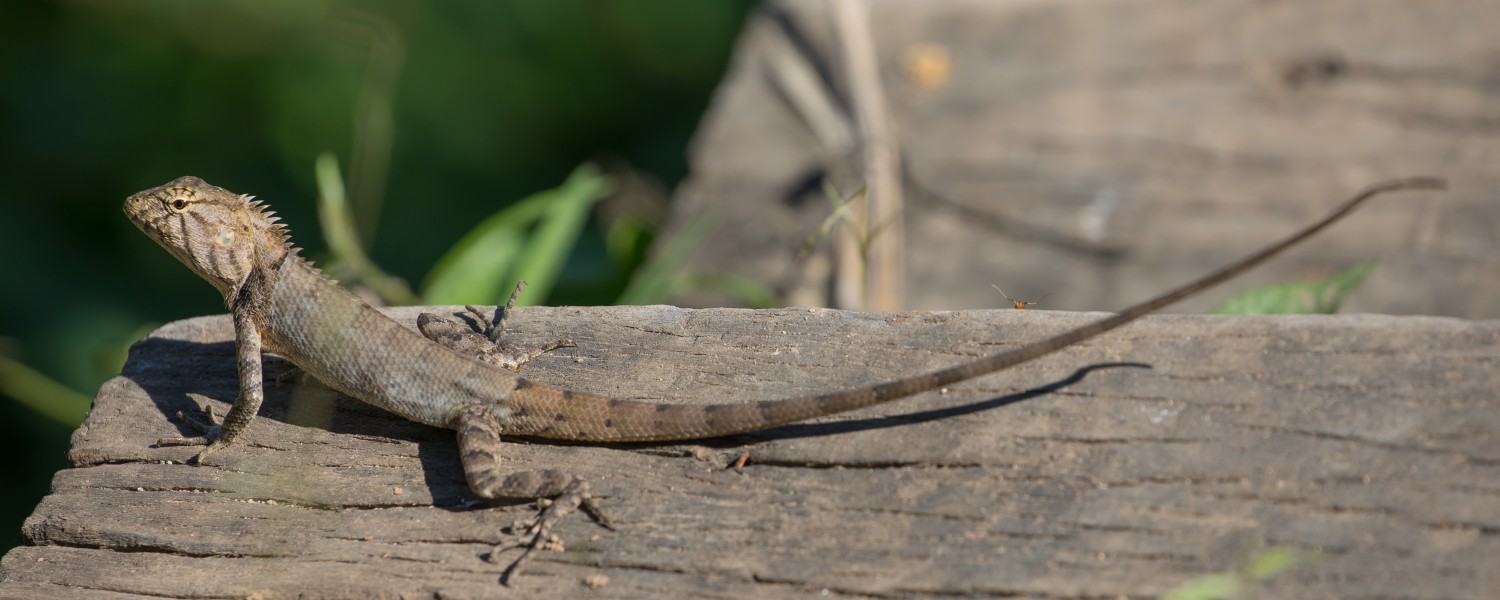 Calotes versicolor (Oriental garden lizard)