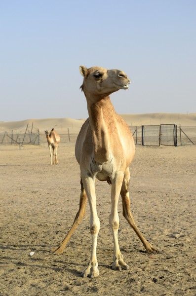 Camel striking a pose (6795892068)