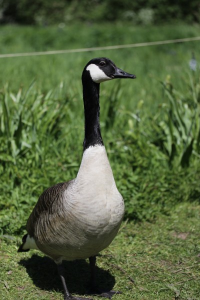 Canada goose - Branta canadensis (40174174010)