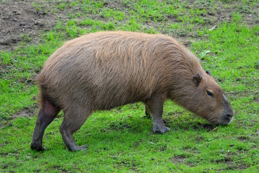 Capybara at SF Zoo