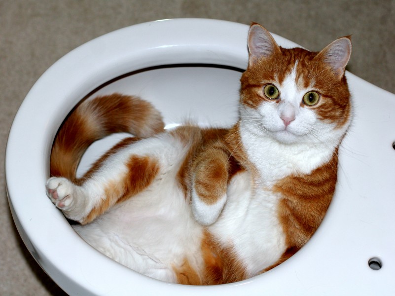 Cat lying in a toilet bowl