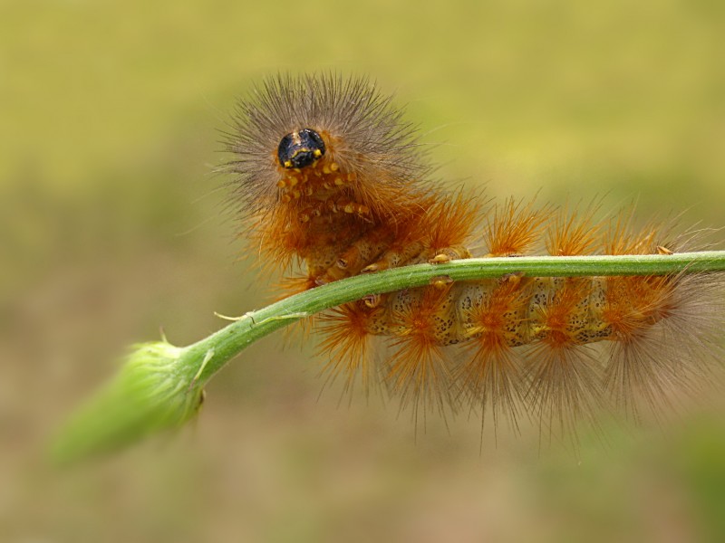 Caterpillar - Flickr - Andrea Westmoreland