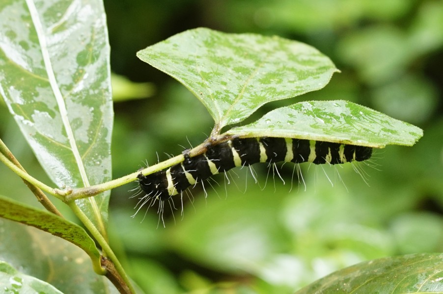 Caterpillar 0761
