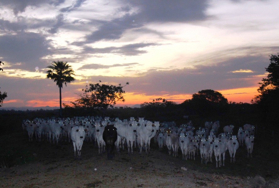Cattle on the road at sunset in Brazil