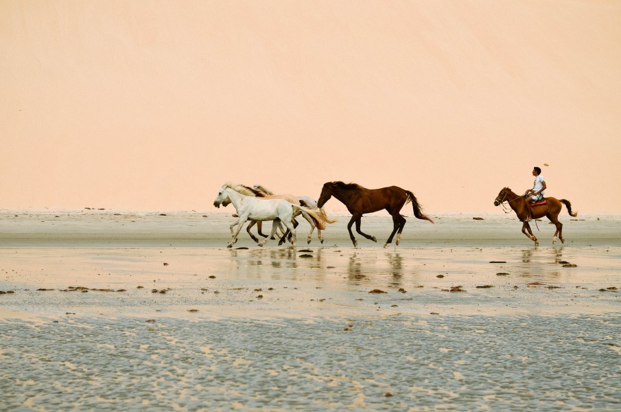 Cavalos nas dunas de Jericoacora