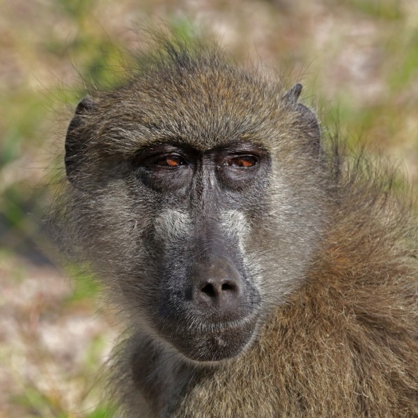 Chacma baboon (Papio ursinus griseipes) female head 2