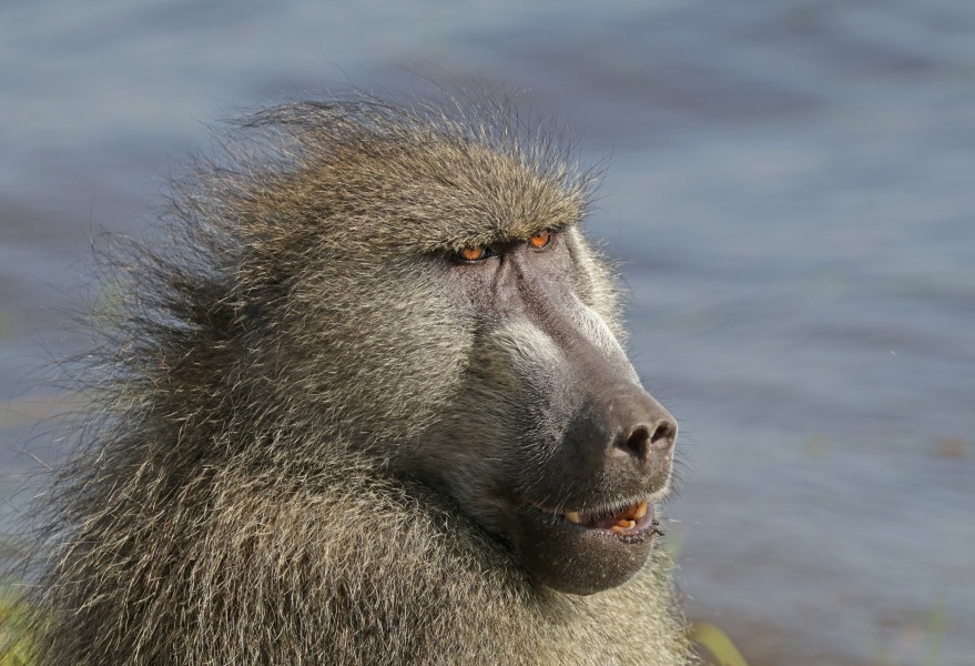 Chacma baboon (Papio ursinus griseipes) male head