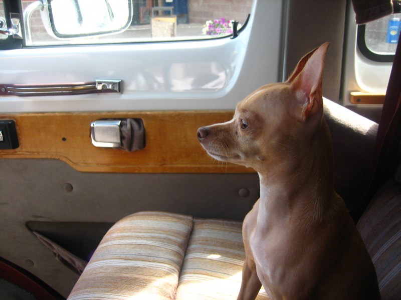 Chihuahua waiting in vehicle IMG 0541