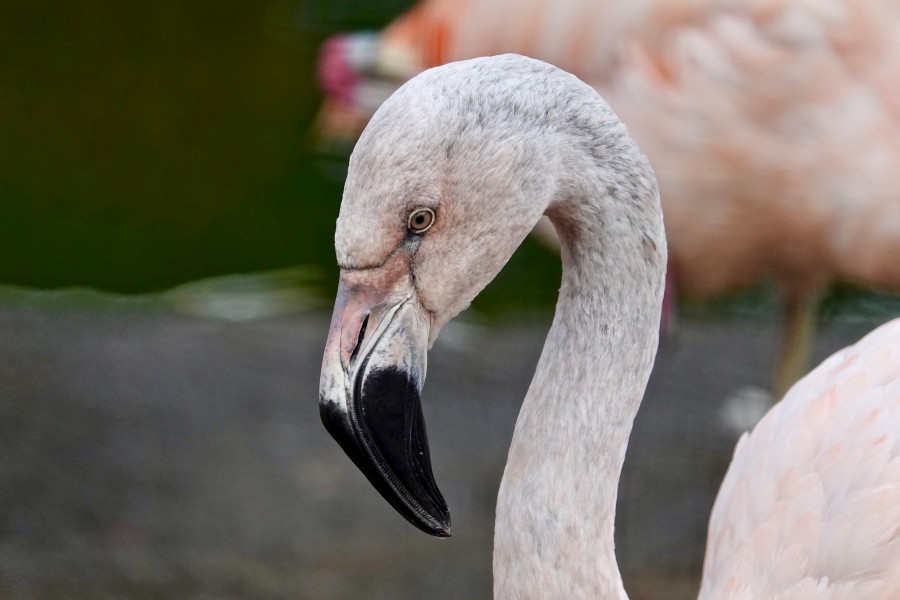 Chilean Flamingo Head Close Up