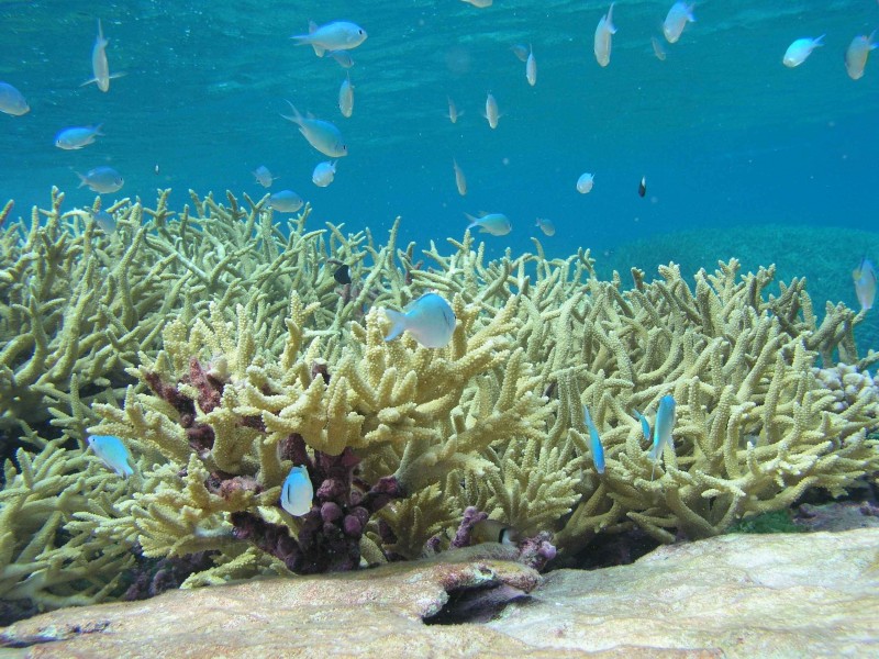 Chromis reef fish and staghorn coral underwater scenic