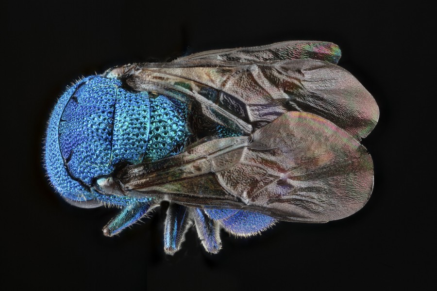 Chrysidid wasp, unknown, back, Maryland 2012-08-30-15 (7896450930)