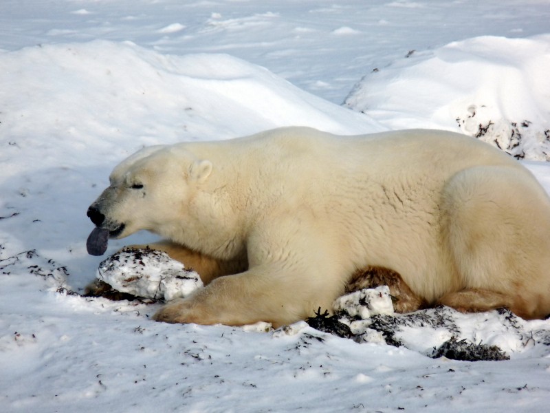 Churchill Wildlife Management Area polar bear5