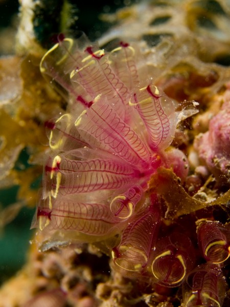 Clavelina picta (Painted Tunicate)