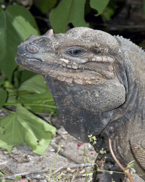 Close up head and shoulder shot of mona ground iguana reptile