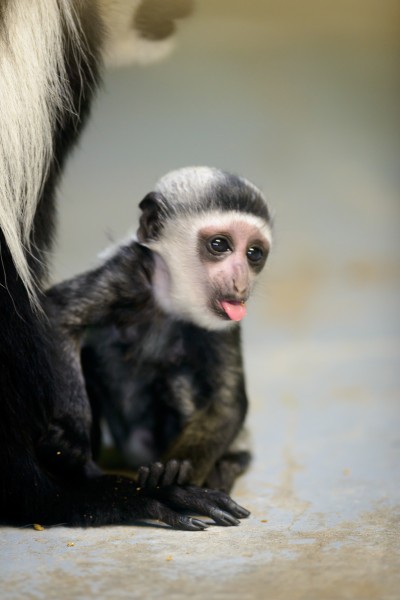Colobus Baby Sticking Tongue Out (15222719124)