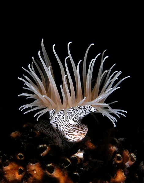 Colonial anemone zebra