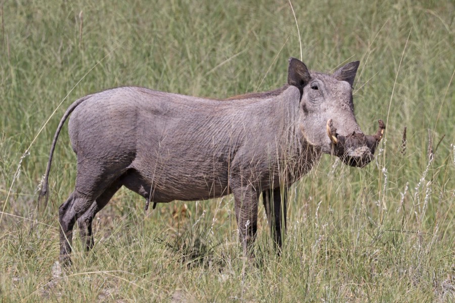 Common warthog (Phacochoerus africanus sundevallii) female