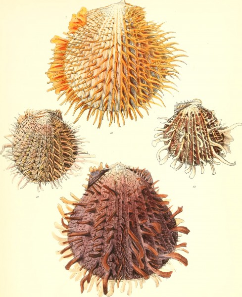 Conchologia iconica, or, Illustrations of the shells of molluscous animals (1843-1878) (20684616591)