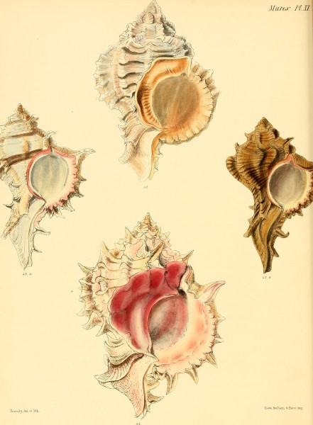Conchologia iconica, or, Illustrations of the shells of molluscous animals (1843) (20668572872)