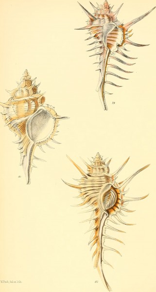 Conchologia iconica, or, Illustrations of the shells of molluscous animals (1843) (20684585671)
