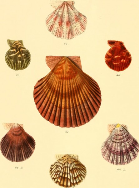 Conchologia iconica, or, Illustrations of the shells of molluscous animals (1855) (20489852328)