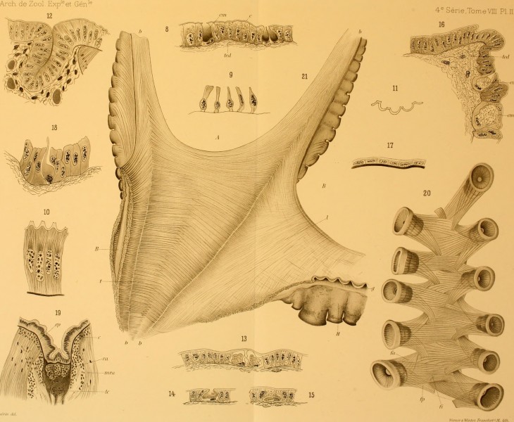 Contribution à l'étude des systèmes cutané, musculaire et nerveux de l'appareil tentaculaire des Céphalopodes (1908) (20675847782)