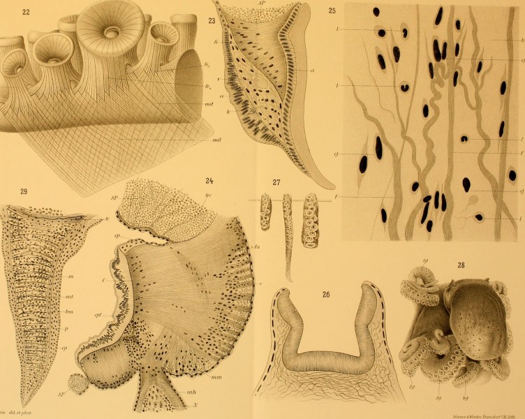 Contribution à l'étude des systèmes cutané, musculaire et nerveux de l'appareil tentaculaire des Céphalopodes (1908) (20675851022)
