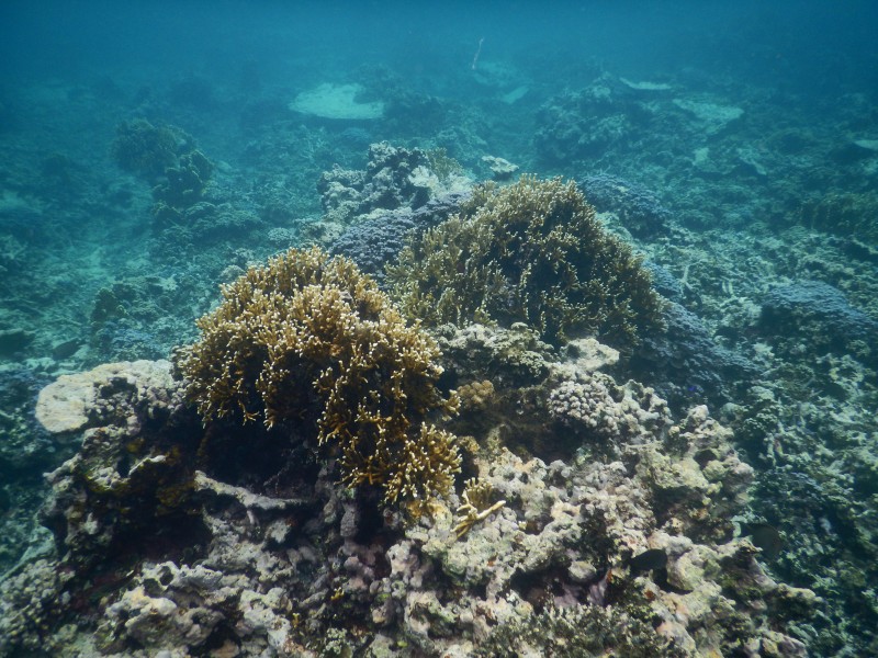 Coral reef off the coast of Fagamalo, Savai'i, Samoa (3) - August 2016