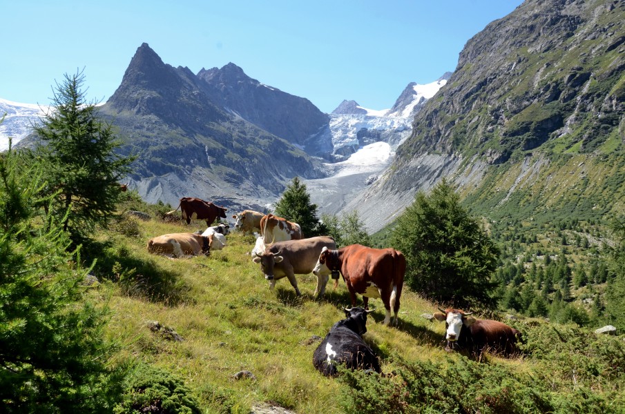 Cows in the mountain area with the Mont Mine and the melting down glacier Wallis - panoramio