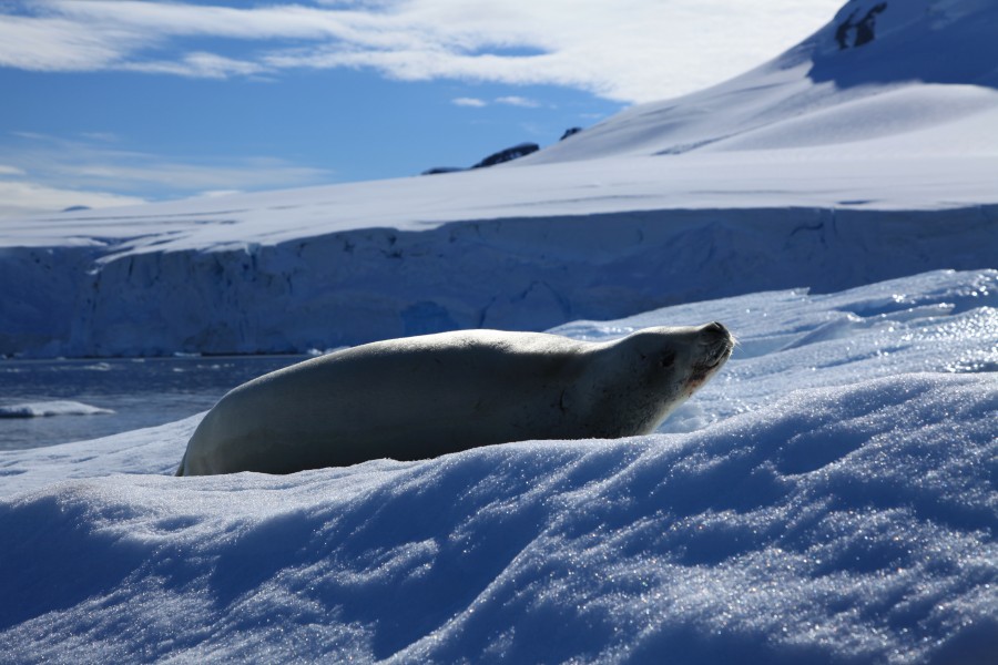 Crabeater Seal in Paradise Harbour, Antarctica (6087877392)