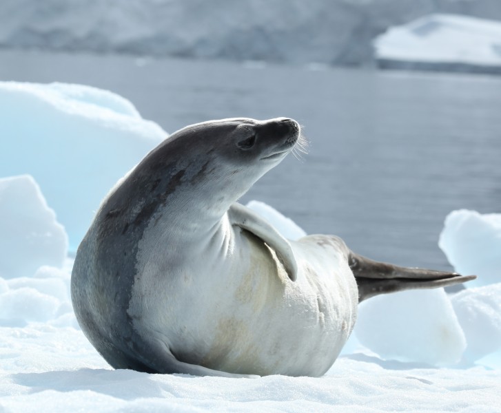 Crabeater Seal in Pléneau Bay, Antarctica (6058618845)
