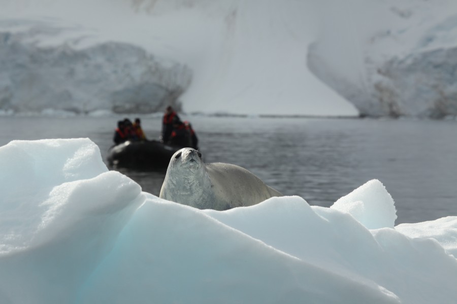Crabeater Seal in Pléneau Bay, Antarctica (6059146360)