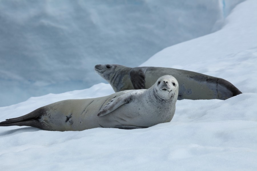 Crabeater Seals in Pléneau Bay, Antarctica (6058639203)