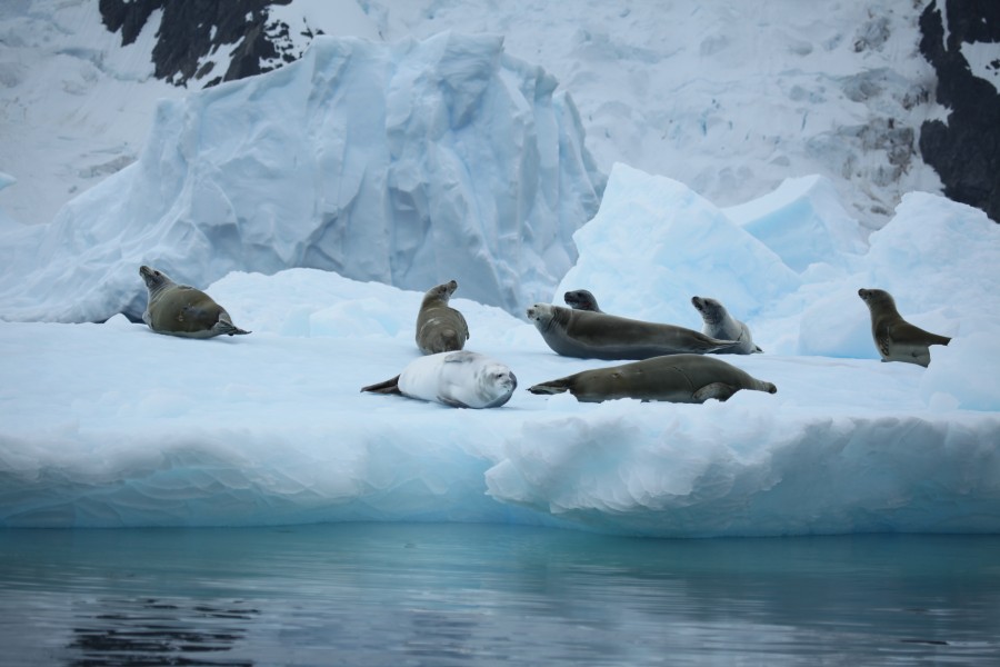 Crabeater Seals in Pléneau Bay, Antarctica (6058769619)