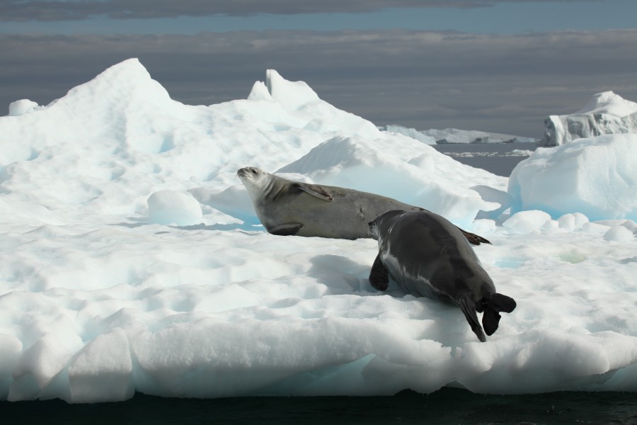 Crabeater Seals in Pléneau Bay, Antarctica (6059138580)