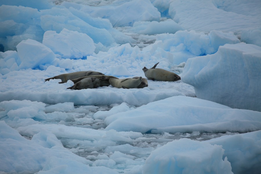Crabeater Seals in the Lemaire Channel, Antarctica (6054135971)
