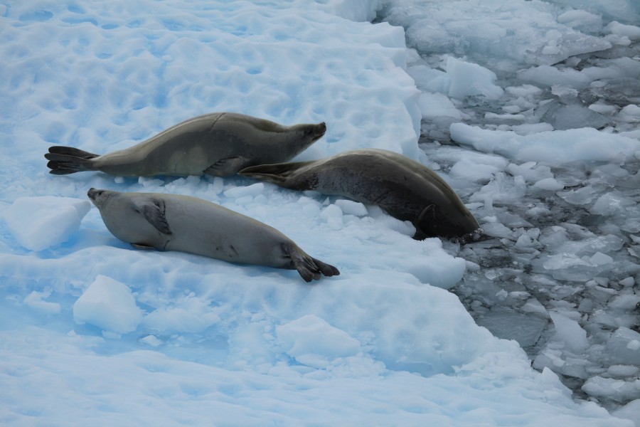 Crabeater Seals in the Lemaire Channel, Antarctica (6054677382)